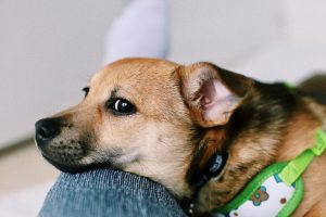 40 Cutest Small Dog Breeds